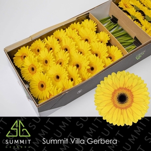 GE GR APOLLO