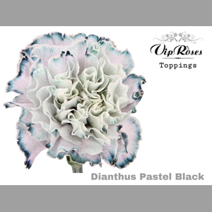 DI ST PASTEL BLACK