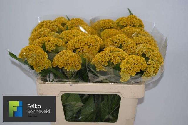 <h4>CEL C REPRISE GOLD</h4>