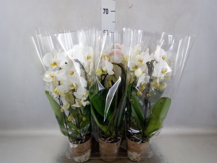 <h4>Phalaenopsis  'Elegant Cascade'</h4>