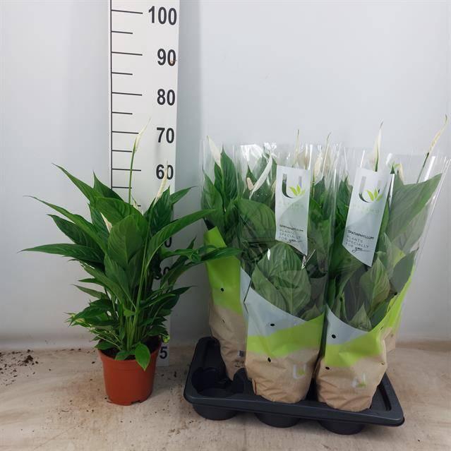 <h4>Spath Vivaldi</h4>