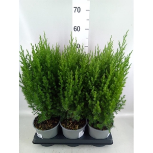 Juniperus chinensis 'Stricta'