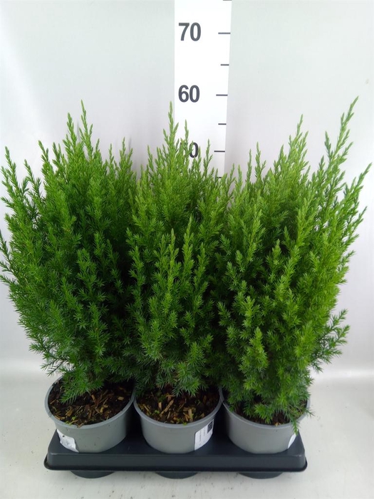 <h4>Juniperus chinensis 'Stricta'</h4>