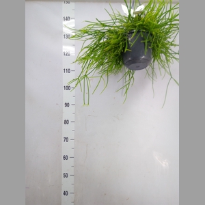 Rhipsalis pulchra