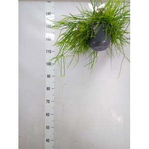 Rhipsalis pulchra