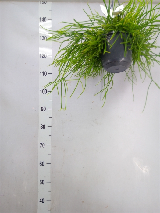 <h4>Rhipsalis pulchra</h4>