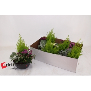 ARR TUINPLANTEN