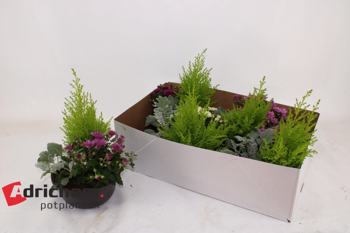 ARR TUINPLANTEN