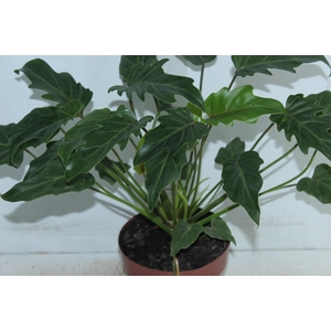 PHILODENDRON XANADU P17