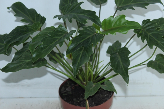 <h4>PHILODENDRON XANADU P17</h4>