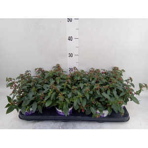 Fuchsia  'Bella Fuchsia Olivia'