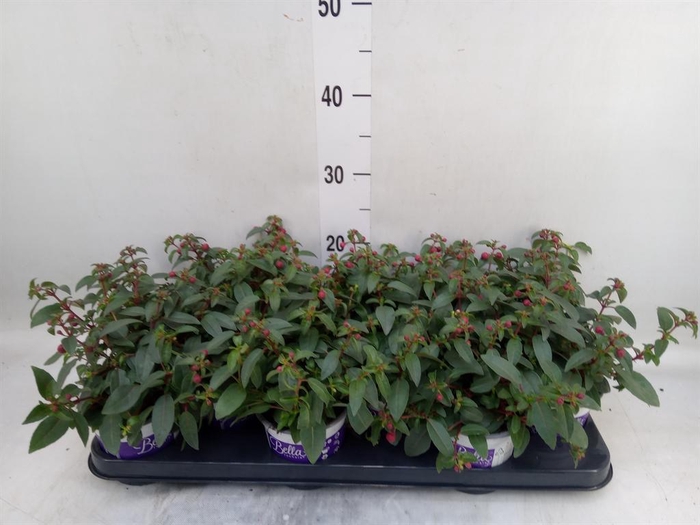 <h4>Fuchsia  'Bella Fuchsia Olivia'</h4>