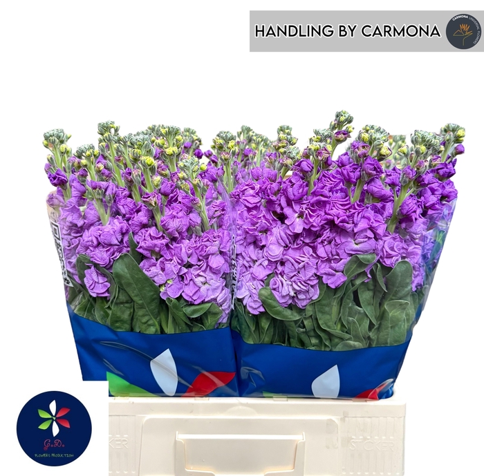 <h4>MATTH IRON BLUE</h4>