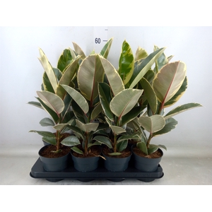 Ficus elastica 'Tineke'