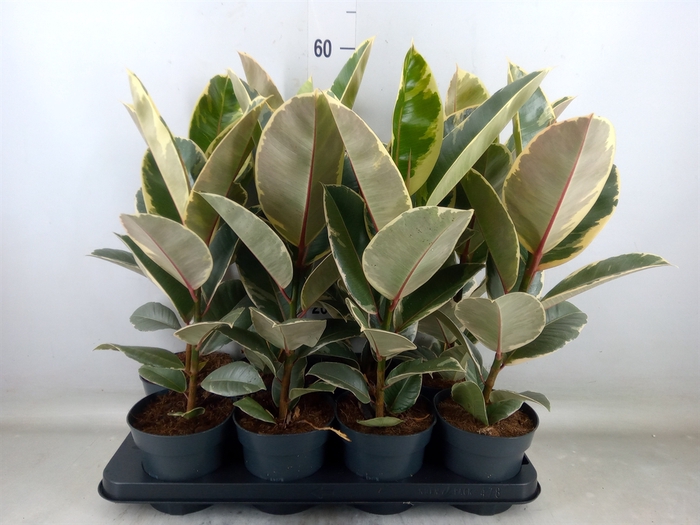 <h4>Ficus elastica 'Tineke'</h4>