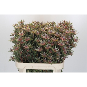 Leucadendron Ayoba Star Pearl