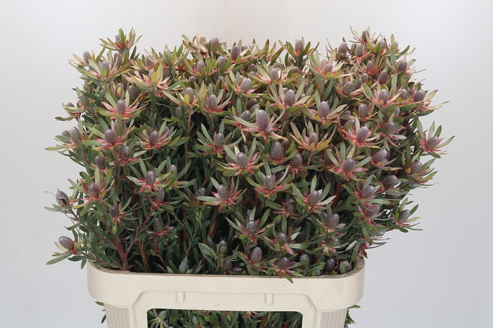 Leucadendron Ayoba Star Pearl
