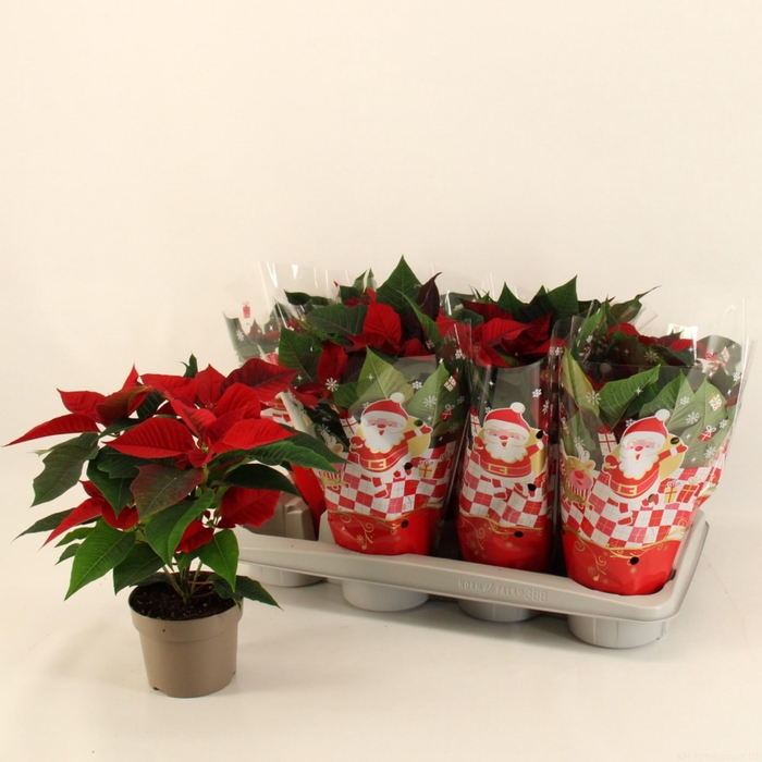 <h4>EUPHOR P CHR EVE</h4>