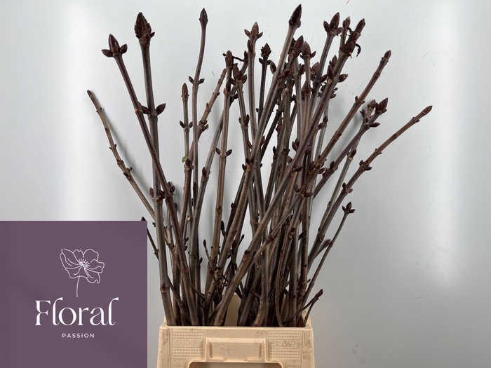 <h4>AESCULUS HIPPOC TAK</h4>