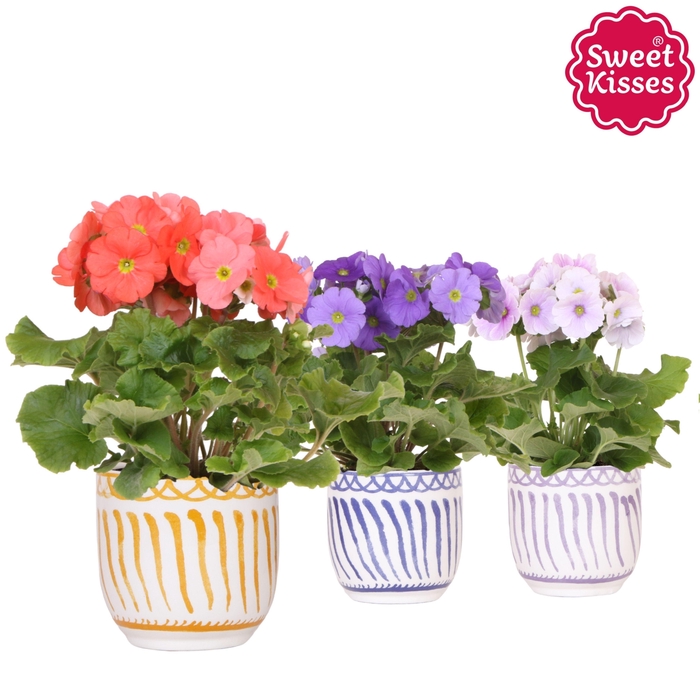 <h4>Primula Obconica Sweet Kisses mix in Granada pot mix</h4>