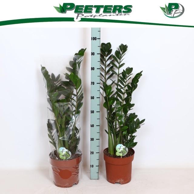 <h4>ZAMIO ZAMIIFOLIA</h4>