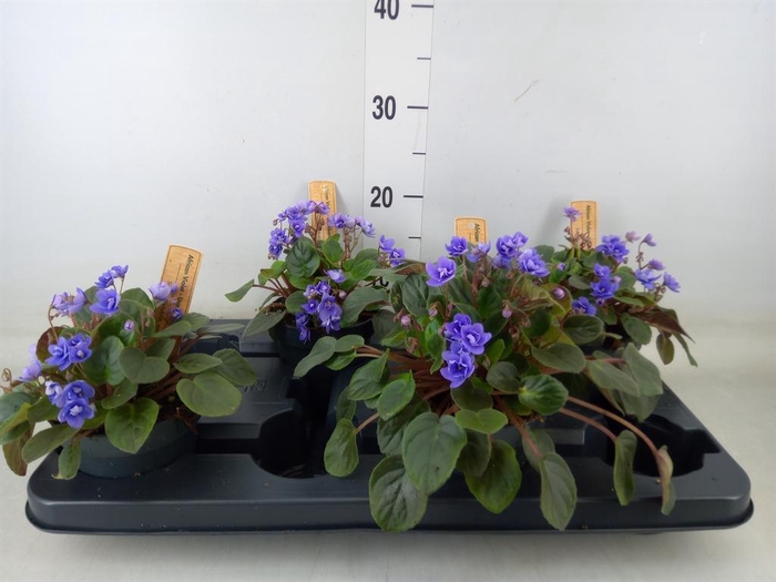 <h4>Saintpaulia   ...</h4>