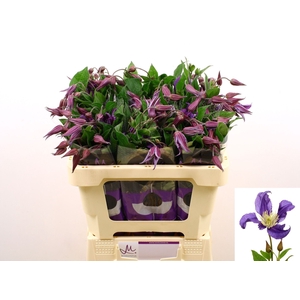 CLEMATIS DIVERSIF. 'BLUE PIROUETTE'