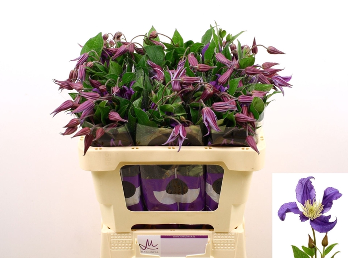 <h4>CLEMATIS DIVERSIF. 'BLUE PIROUETTE'</h4>