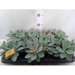 Senecio cephal. 'Mountain Fire'