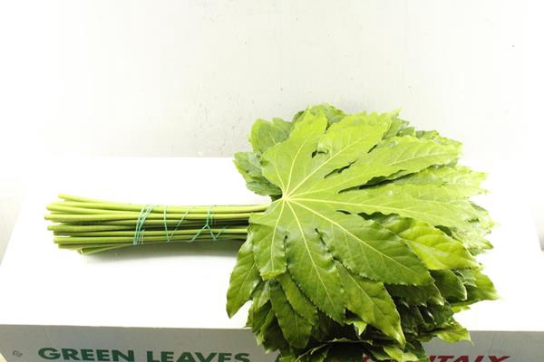 <h4>Deco Gr Fatsia Japonica  L 70</h4>