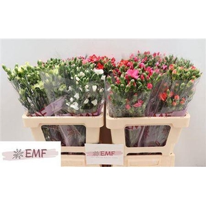 Di Te Solom Gem Fust