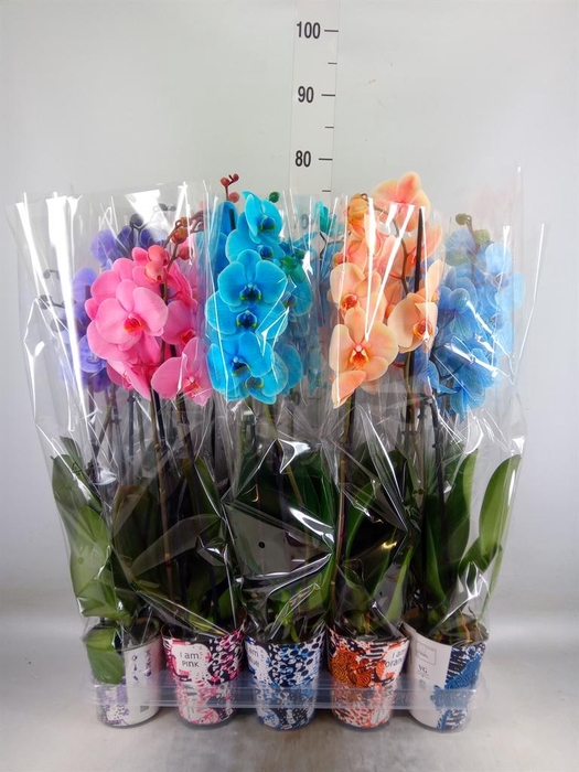 <h4>Phalaenopsis   ...</h4>