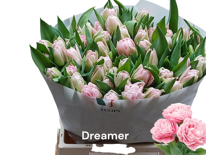 <h4>TU DU DREAMER</h4>