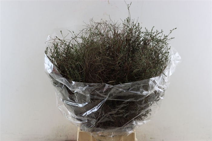 <h4>Thyme P/bunch Falso 300gr</h4>