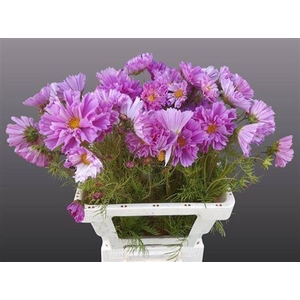 Cosmos bipinnatus