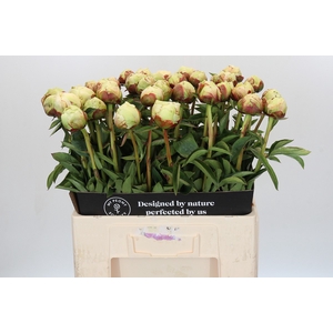Paeonia Ivory Victory