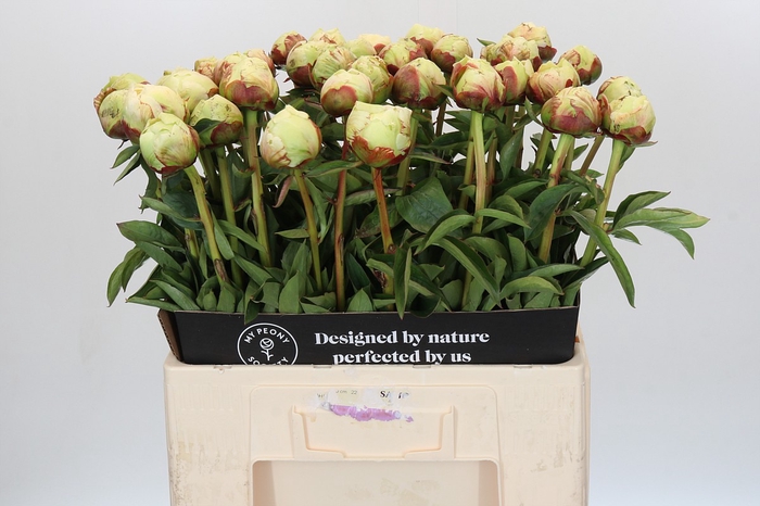 <h4>Paeonia Ivory Victory</h4>