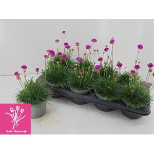 Arme Mar Armada Rose