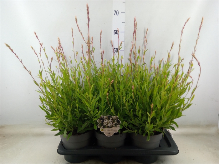 <h4>Gaura lindheimeri   ...</h4>