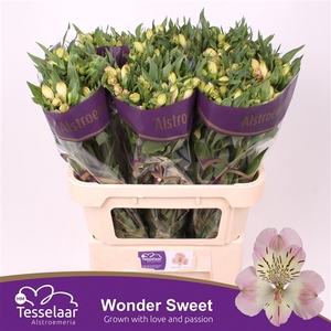 ALSTR WONDER SWEET XL