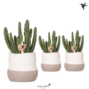 Kolibri Greens Stapelia Leendertziae in Imperfect Bag pot