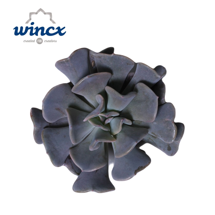 Echeveria Cubic Frost Cutflower Wincx-10cm