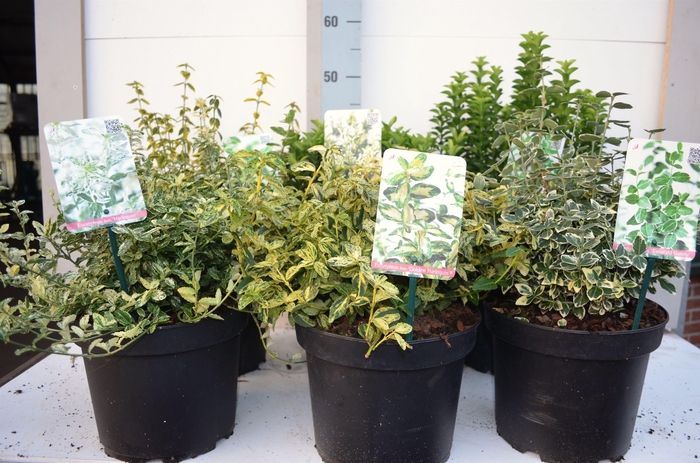 <h4>Euonymus MIX</h4>