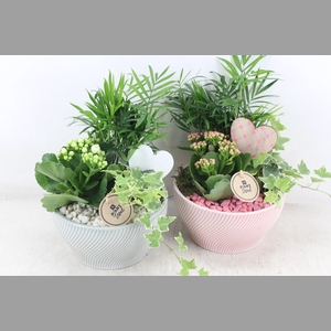 arr2 PL - Ker. lazaro schaal x3 - roze/wit