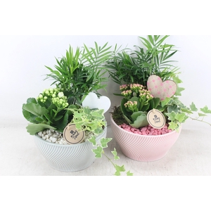 arr2 PL - Ker. lazaro schaal x3 - roze/wit