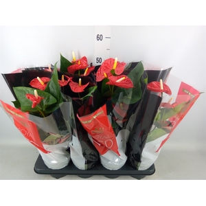 Anthurium andr. 'Madural'