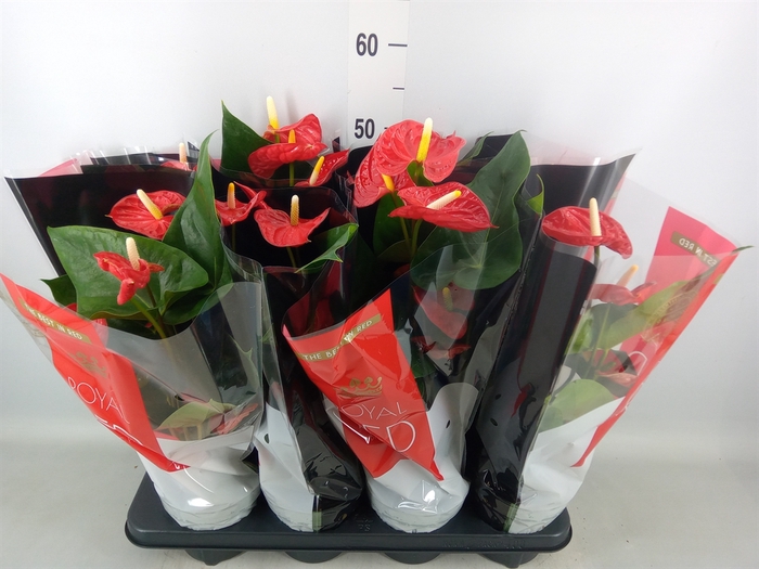 <h4>Anthurium andr. 'Madural'</h4>
