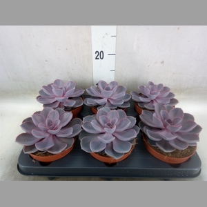 Echeveria  'Purple Pearl'
