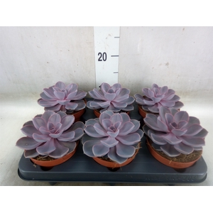 Echeveria  'Purple Pearl'