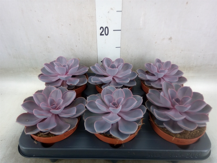<h4>Echeveria  'Purple Pearl'</h4>